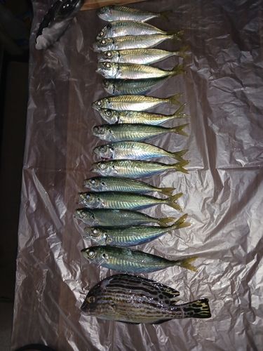 マアジの釣果