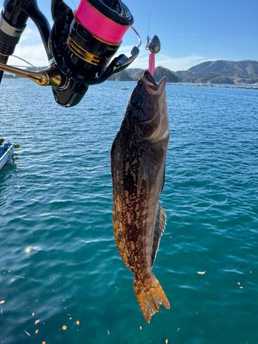 アイナメの釣果