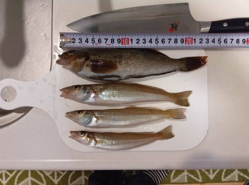 シロギスの釣果