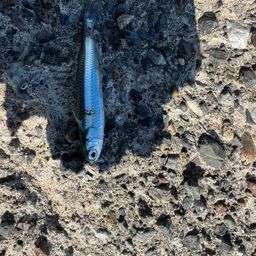 トウゴロウイワシ