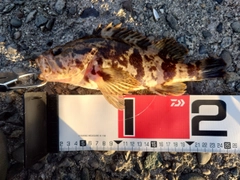 タケノコメバルの釣果