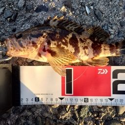 タケノコメバル