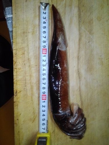 スルメイカの釣果