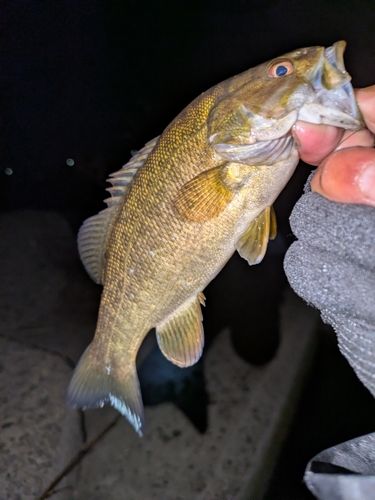 スモールマウスバスの釣果