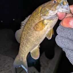 スモールマウスバス