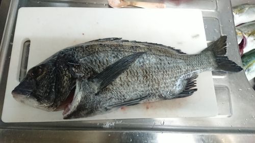 クロダイの釣果
