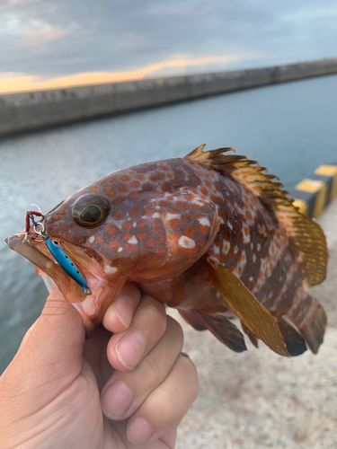 キジハタの釣果