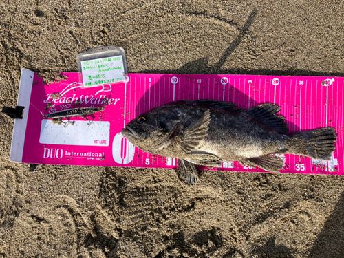 クロソイの釣果