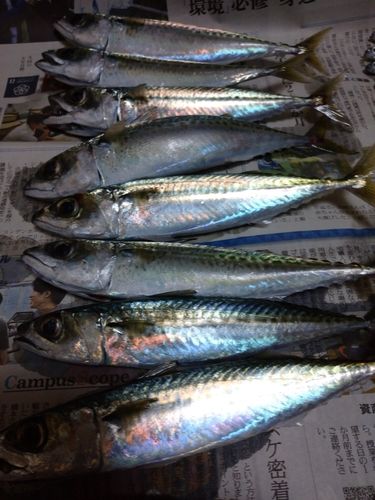 サバの釣果