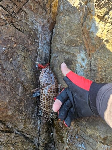 オオモンハタの釣果