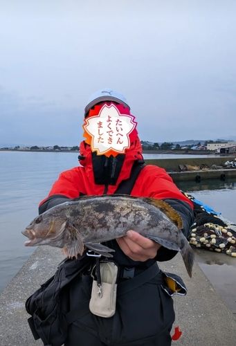 アイナメの釣果