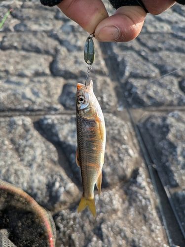 オイカワの釣果