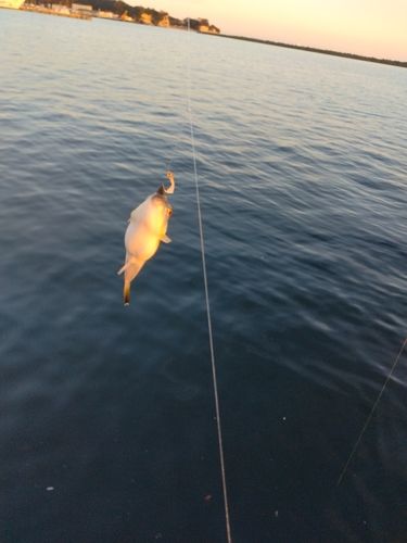 クサフグの釣果