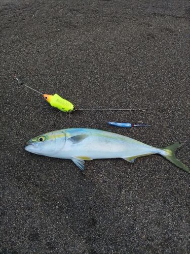 ツバイソの釣果