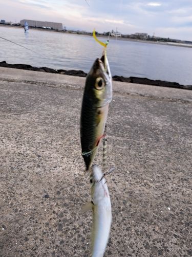 サバの釣果