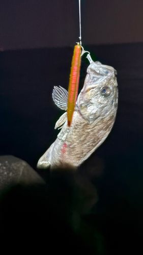 クロソイの釣果