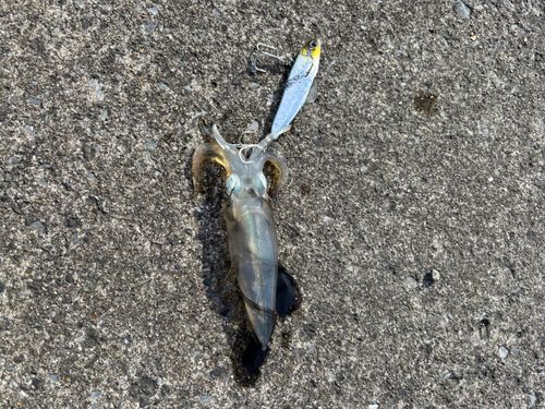 ヒイカの釣果