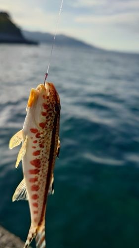 ヨメヒメジの釣果