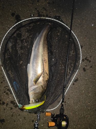 セイゴ（マルスズキ）の釣果