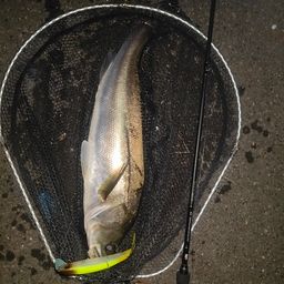 セイゴ（マルスズキ）