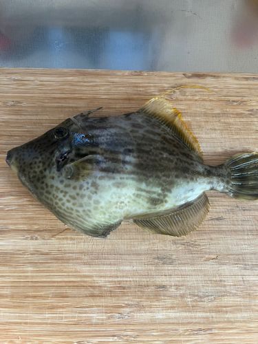 カワハギの釣果