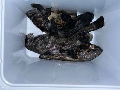 クロソイの釣果