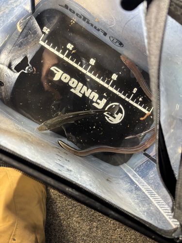 マアナゴの釣果