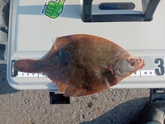 スナガレイの釣果