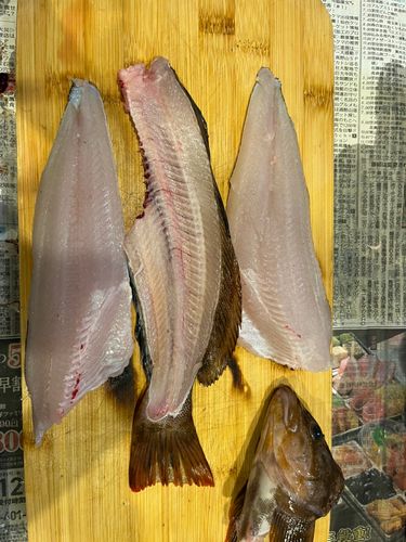 アイナメの釣果