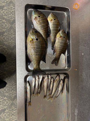 ホンモロコの釣果