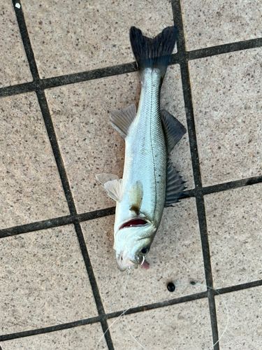 セイゴ（タイリクスズキ）の釣果