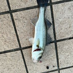 セイゴ（タイリクスズキ）