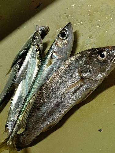 サバの釣果