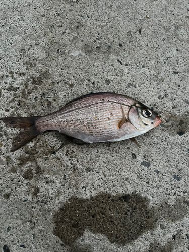 ウミタナゴの釣果