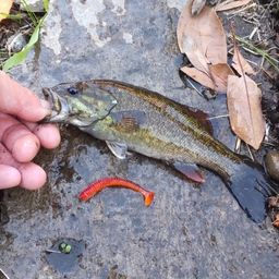 スモールマウスバス