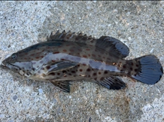 チャイロマルハタの釣果