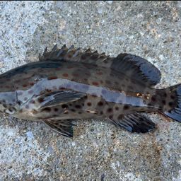 チャイロマルハタ