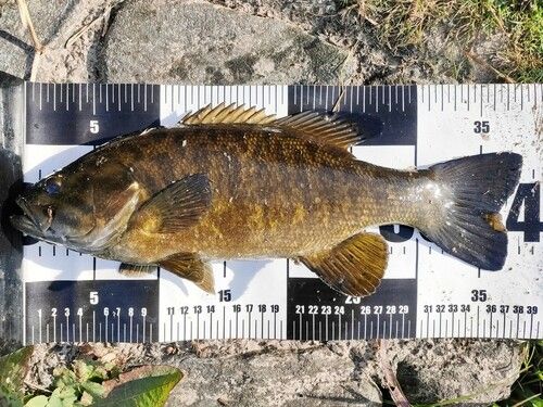 スモールマウスバスの釣果