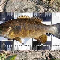 スモールマウスバス