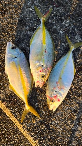 シマアジの釣果