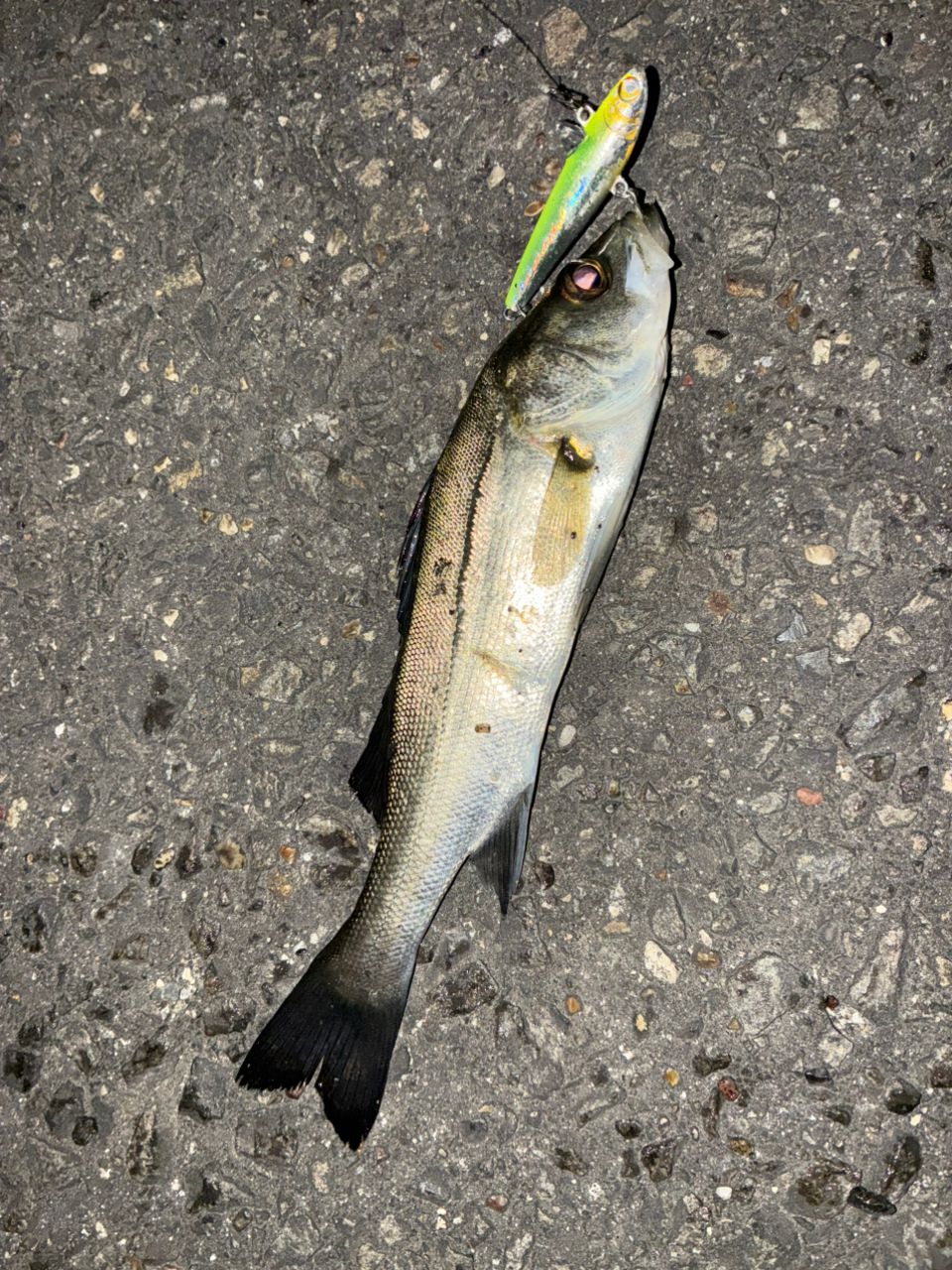 セイゴ（タイリクスズキ）