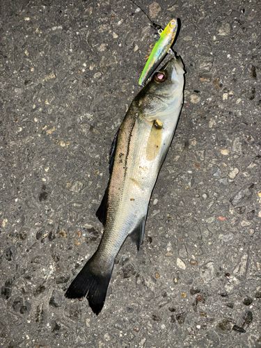 セイゴ（タイリクスズキ）の釣果