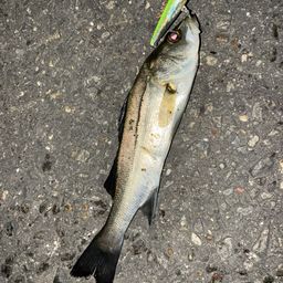 セイゴ（タイリクスズキ）