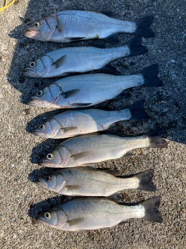 ヒラスズキの釣果