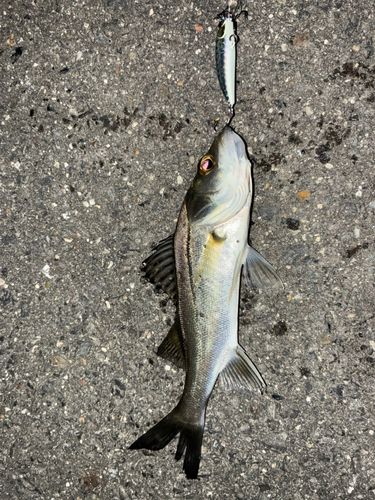 セイゴ（タイリクスズキ）の釣果