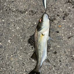 セイゴ（タイリクスズキ）