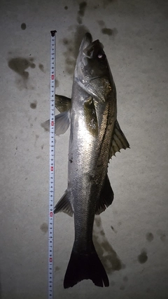 シーバスの釣果