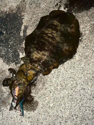 アオリイカの釣果