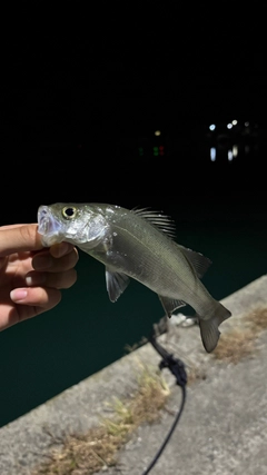 セイゴ（ヒラスズキ）の釣果