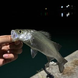 セイゴ（ヒラスズキ）